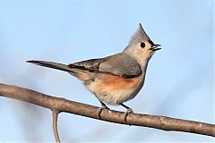 Tufted Titmouse